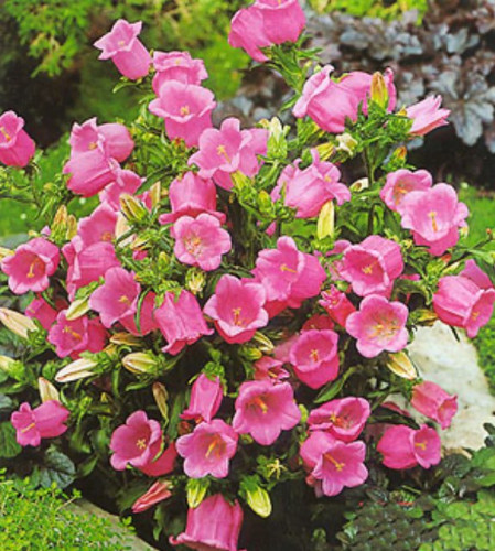 بذور كامبانيولا مزدوج مخلوط 15