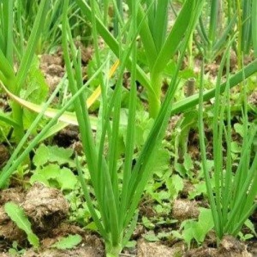 بذور بصل اخضر اسباني ( Allium cepa )