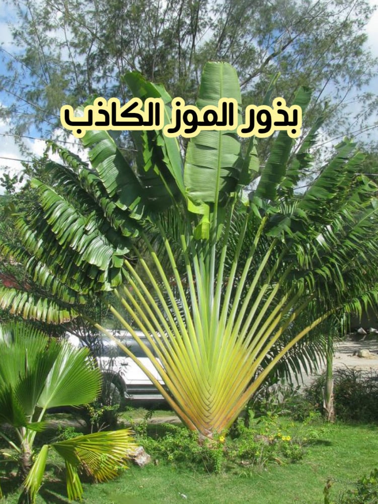 بذور الموز الكاذب بذرتين متجر واحة النبات