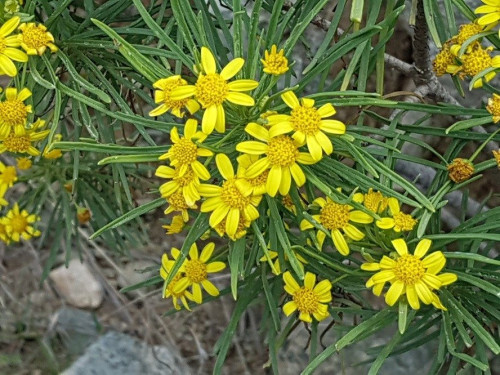 صوم مقدار ملعقة صغيرة من البذور euryops arabicus s...