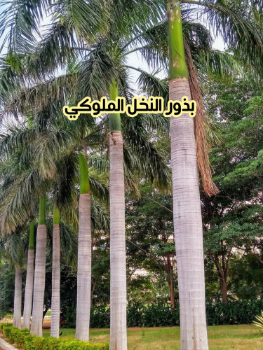 بذور النخل الملوكي ( 5 بذرات )