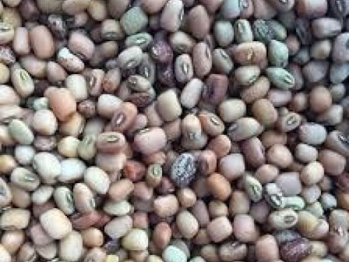 بذور لوبيا حساوي  3جم