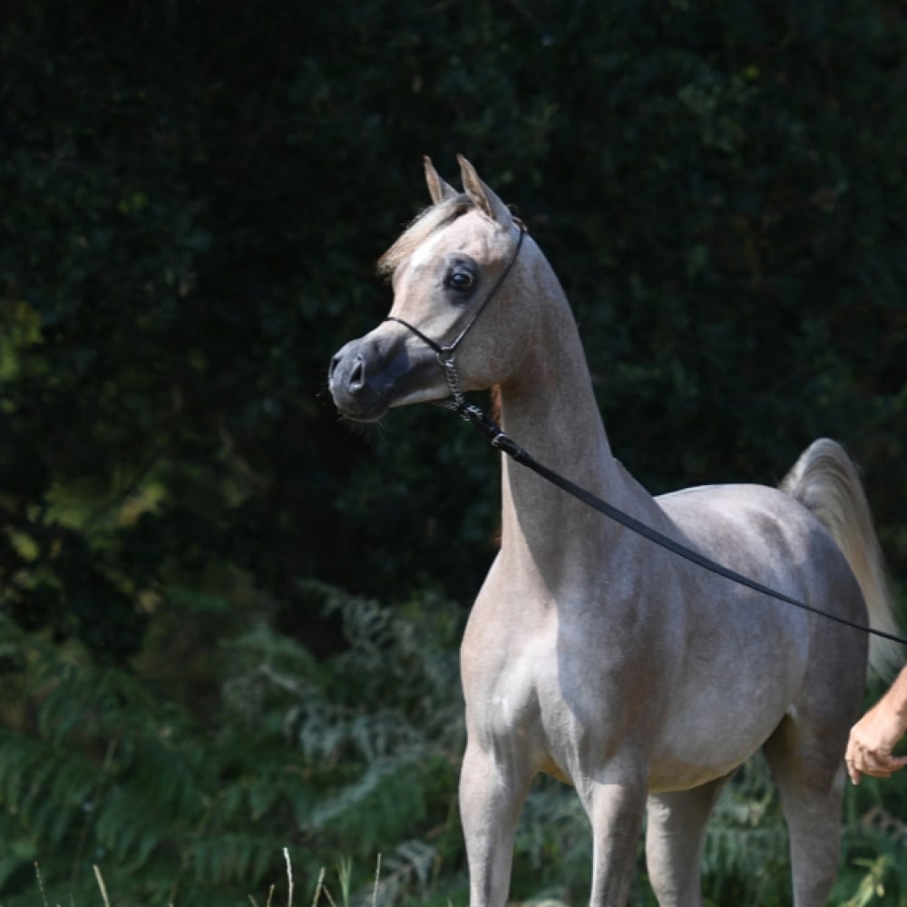 رشمة جمال فرنسية France Show Halter