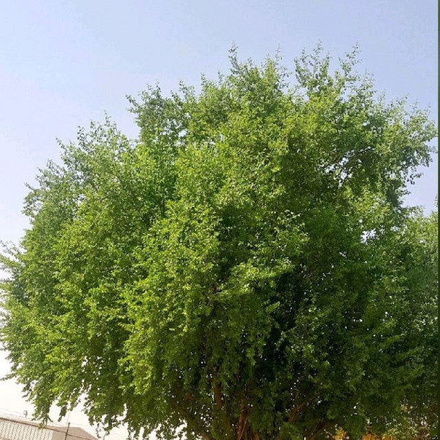 بذور شجرة السدر البلدي 50 بذرة متجر الياسمين