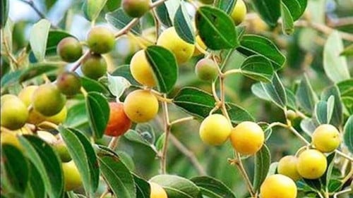 سدر بلدي 70 بذرة Ziziphus spina-christi