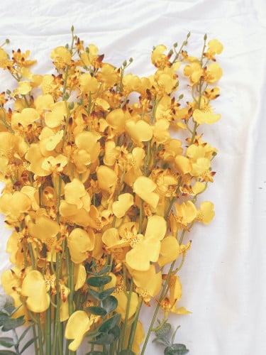 زهور اوركيد صفراء