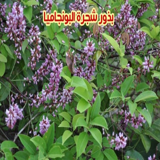 بذور البونجاميا بذرة