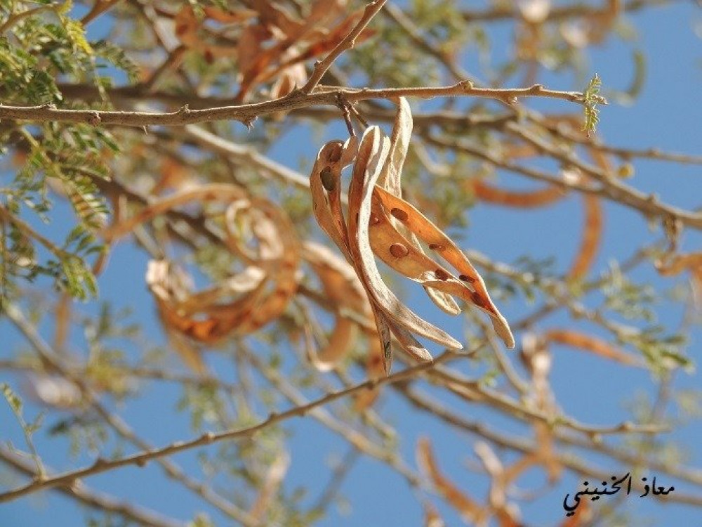 بذور طلح سلاء من الطائف 100 بذرة Acacia grrardii Benth