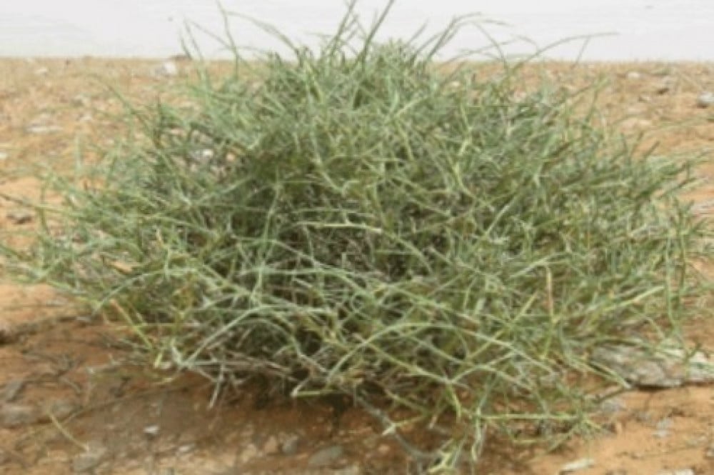 عشبه العلندا