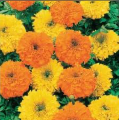 بذور نعناع اخضر 10