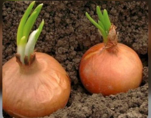 بذور بصل اتكساس 69