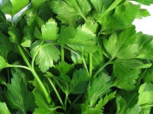 بذور بقدونس10جم