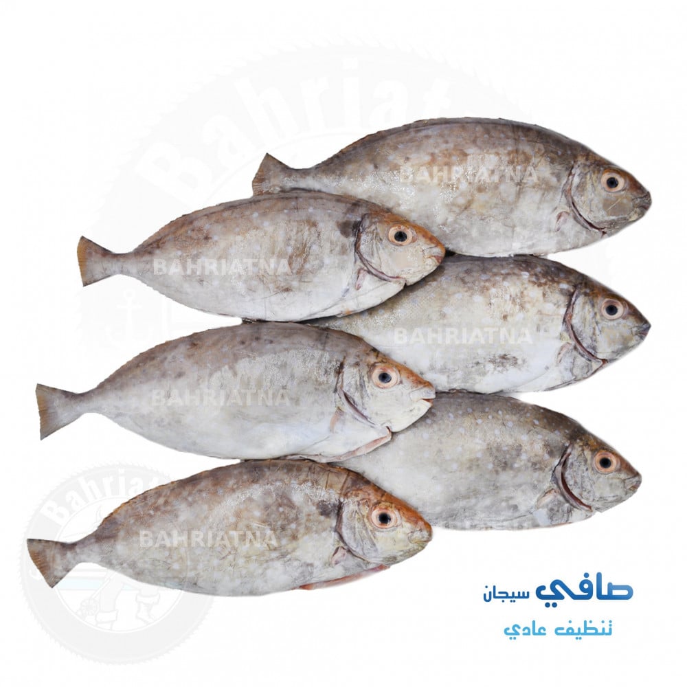 سمك صافي safi