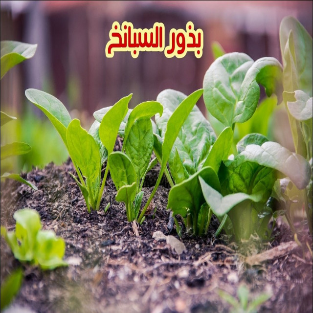 بذور السبانخ 15 بذرة متجر واحة النبات