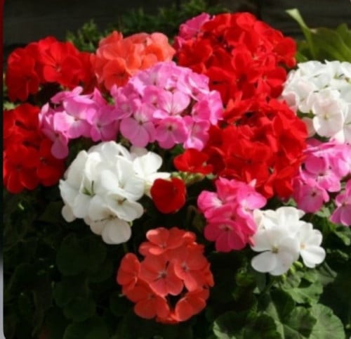 بذور امبيشنس هجين مخلوط 5