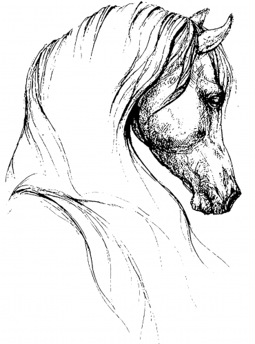 خيل (4).شاشة حريرية