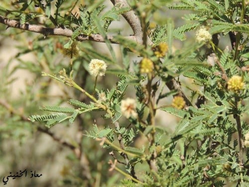 قرض من الحجاز 100 بذرة Acacia etbaica