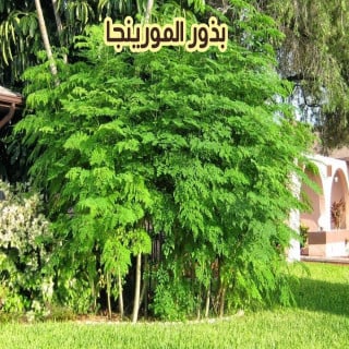 بذور المورينجا الهندية