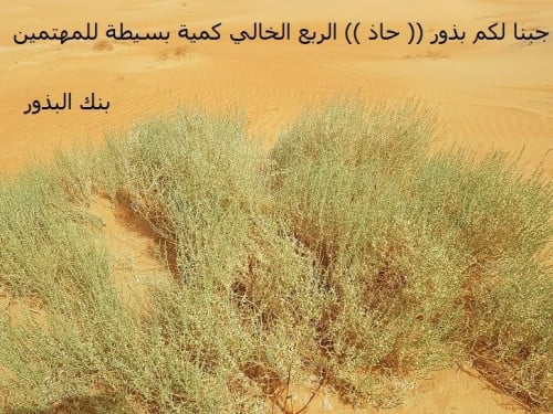 حاذ مقدار فنجال من البذور Cornulaca monacantha