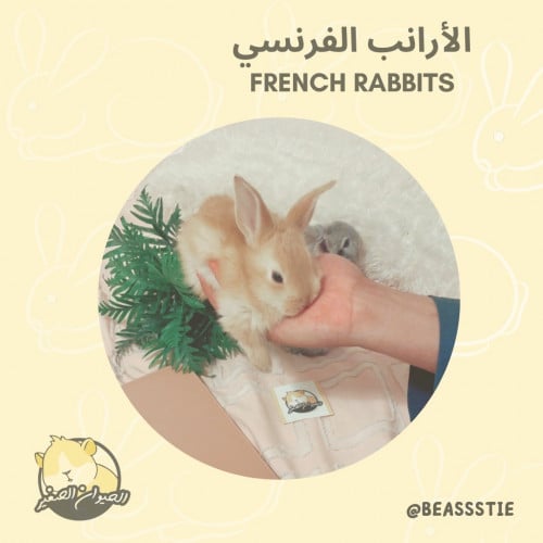 أرنب - الفرنسي