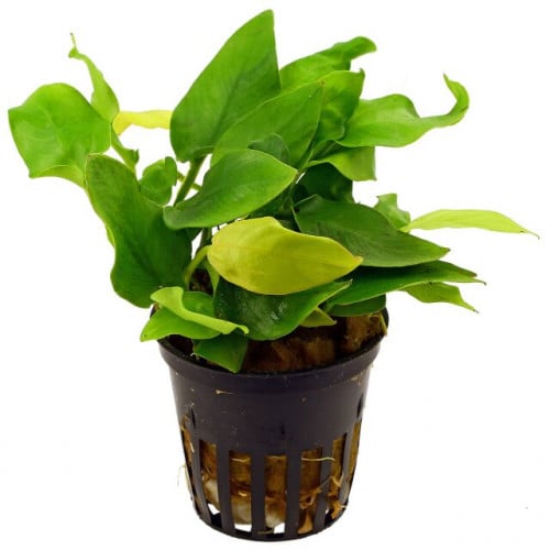 Anubias barteri var. nana 'Jade' - Pot