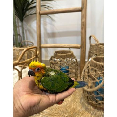 فرخ صن كنيور