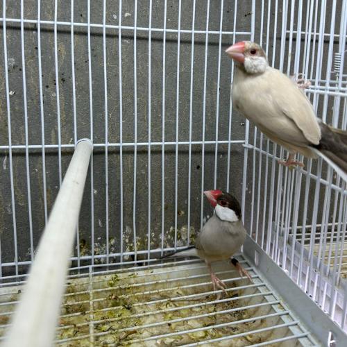 زوج جاوا كريمي