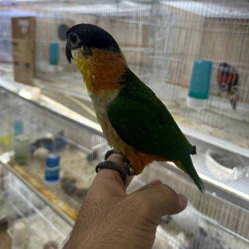 فرخ كايك بلاك كاب