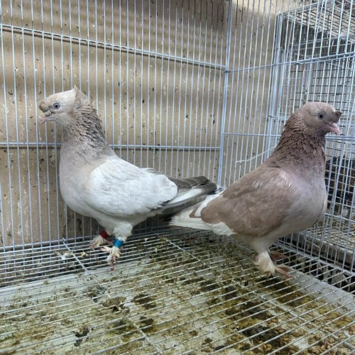 زوج حمام تركي