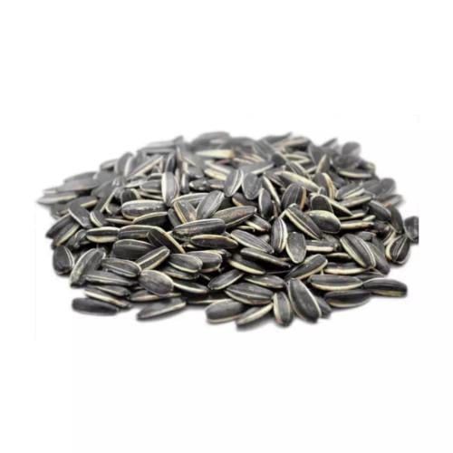 حب شمسي كبير