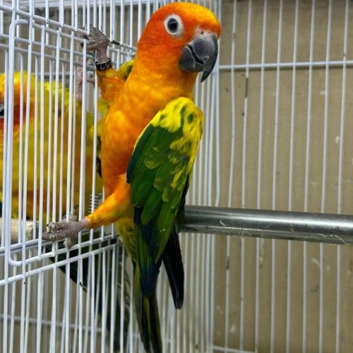 جوز صن كنيور