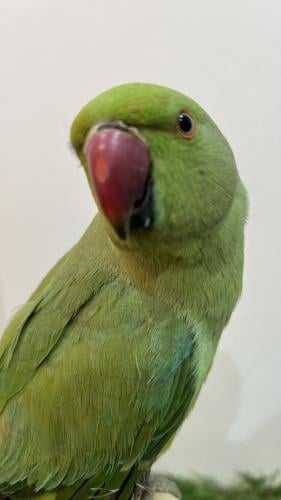 دره هندي آليف