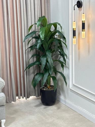 شجرة دراكينا (Dracaena). وهي من النباتات الداخلية...