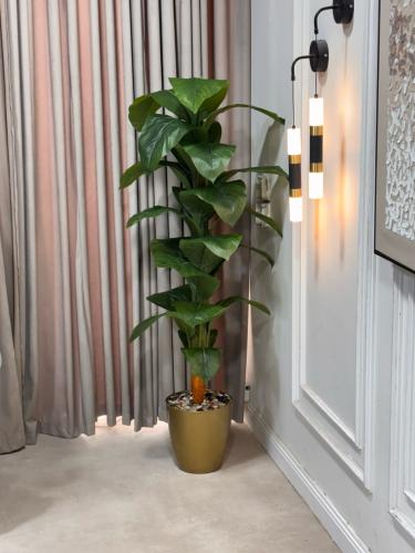 شجرة الفيلوديندرون (Philodendron). هذا النوع من ال...