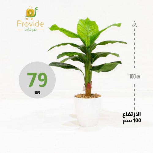 شجرة بمركن ابيض