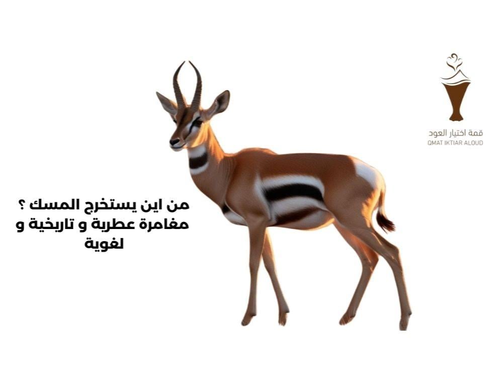 من اين يستخرج المسك