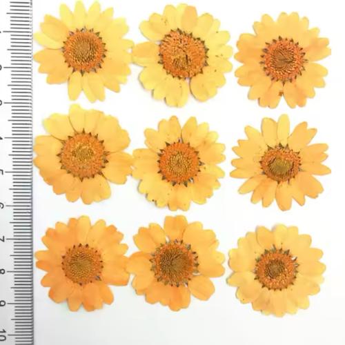 ورد مجفف برتقالي