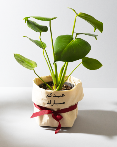 نبتة العيد - مونستيرا