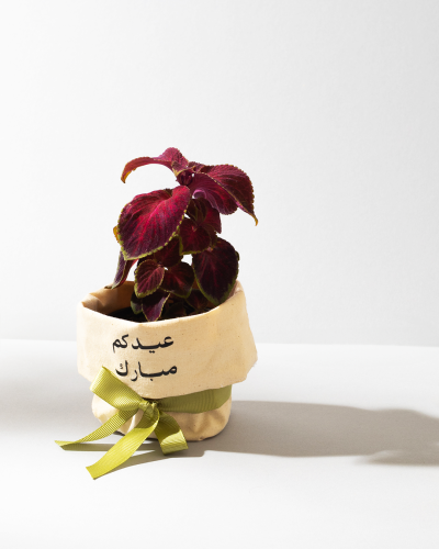 نبته العيد - كوليوس