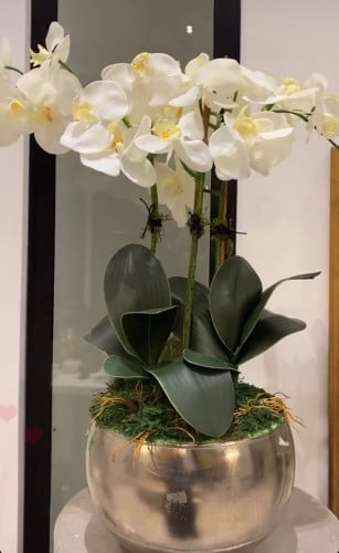 فازا اوركيد - كبير