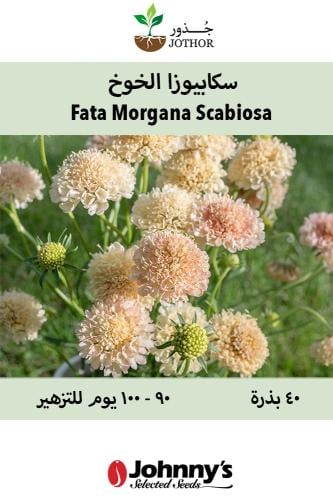 بذور سكابيوسا الخوخ - Fata Morgana Scabiosa Seeds