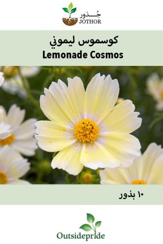 بذور كوسموس ليموني - Cosmos Bipinnatus Lemonade Seeds