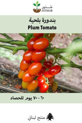 بذور بندورة بلحية - Plume Tomato Seeds