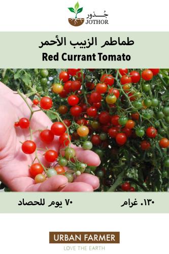 طماطم الزبيب الأحمر - Red Currant Tomato Seeds