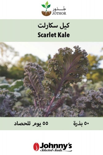 بذور كيل سكارلت - Scarlet Kale Seeds