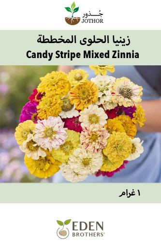 بذور زينيا كاندي المخططة