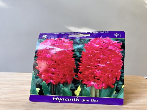 أبصال شتوية هايسنث - Hyacinth