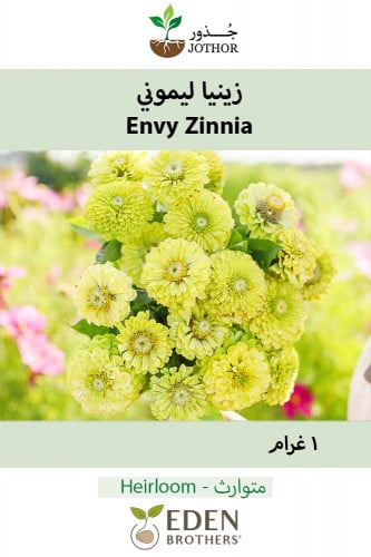 بذور زينيا ليموني - Envy Zinnia Seeds