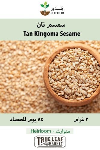 بذور سمسم تان - Tan Kingoma Sesame Seeds