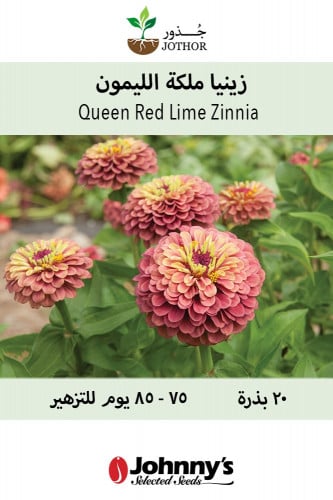 بذور زينيا ملكة الليمون الحمراء - Queen Red Lime Z...